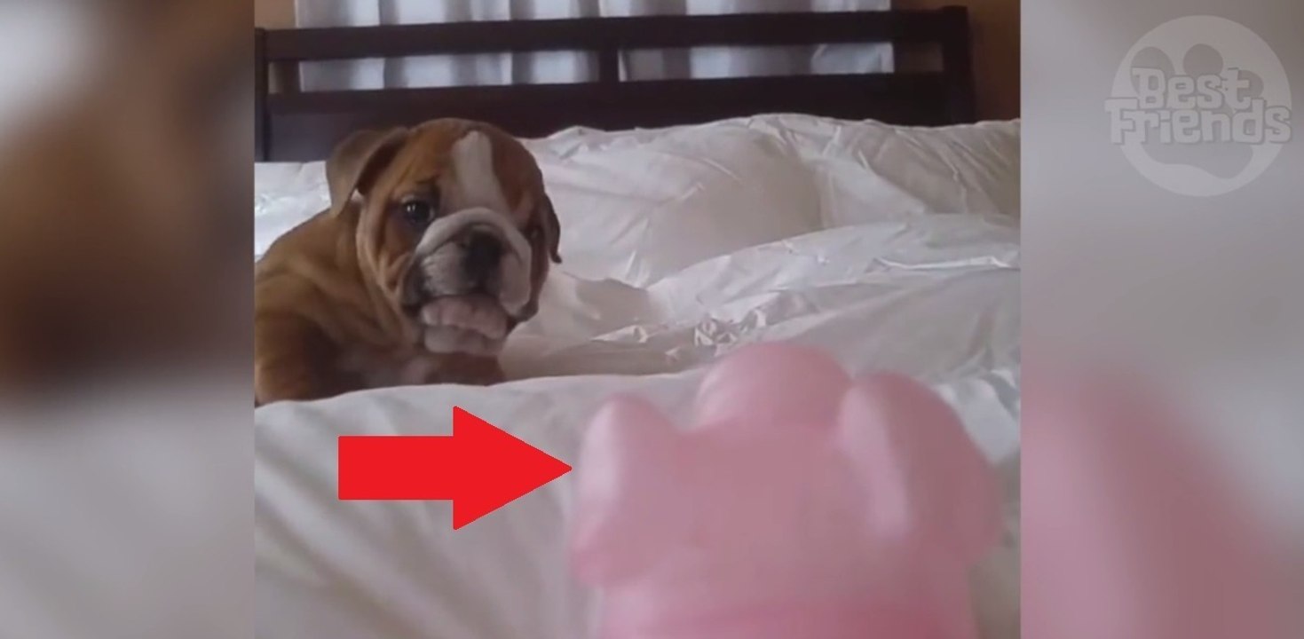 Sehr süße Reaktion dieser Welpe