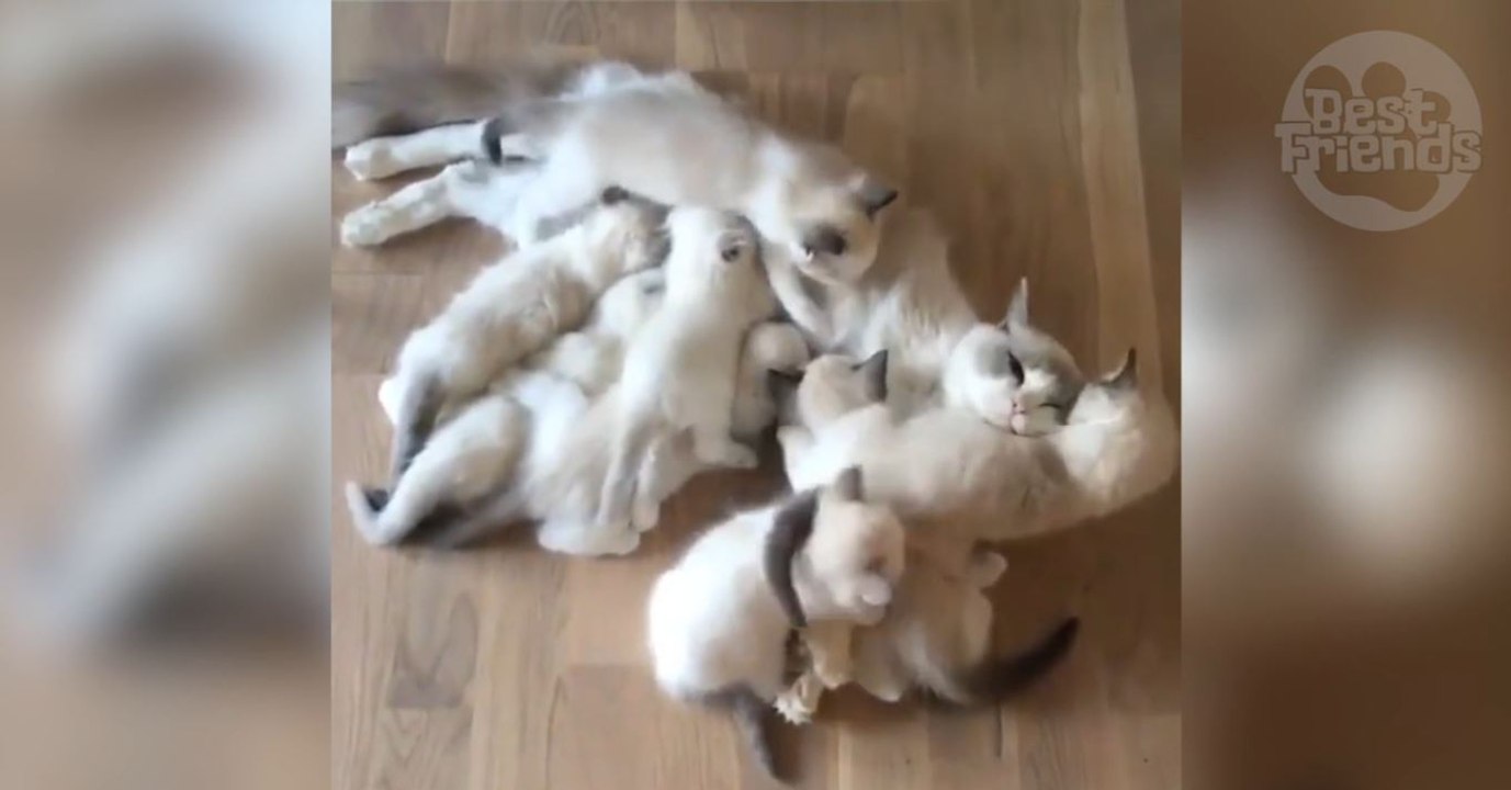 Ragdoll-Katze mit ihrer kuscheligen Rasselbande