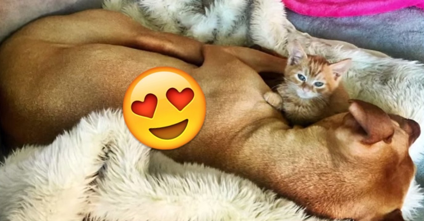 Pitbull kuschelt mit Kätzchen