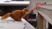 Diese Katze versucht zu springen, doch VORSICHT Glatteis!