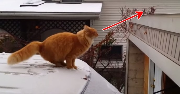 Diese Katze versucht zu springen, doch VORSICHT Glatteis!