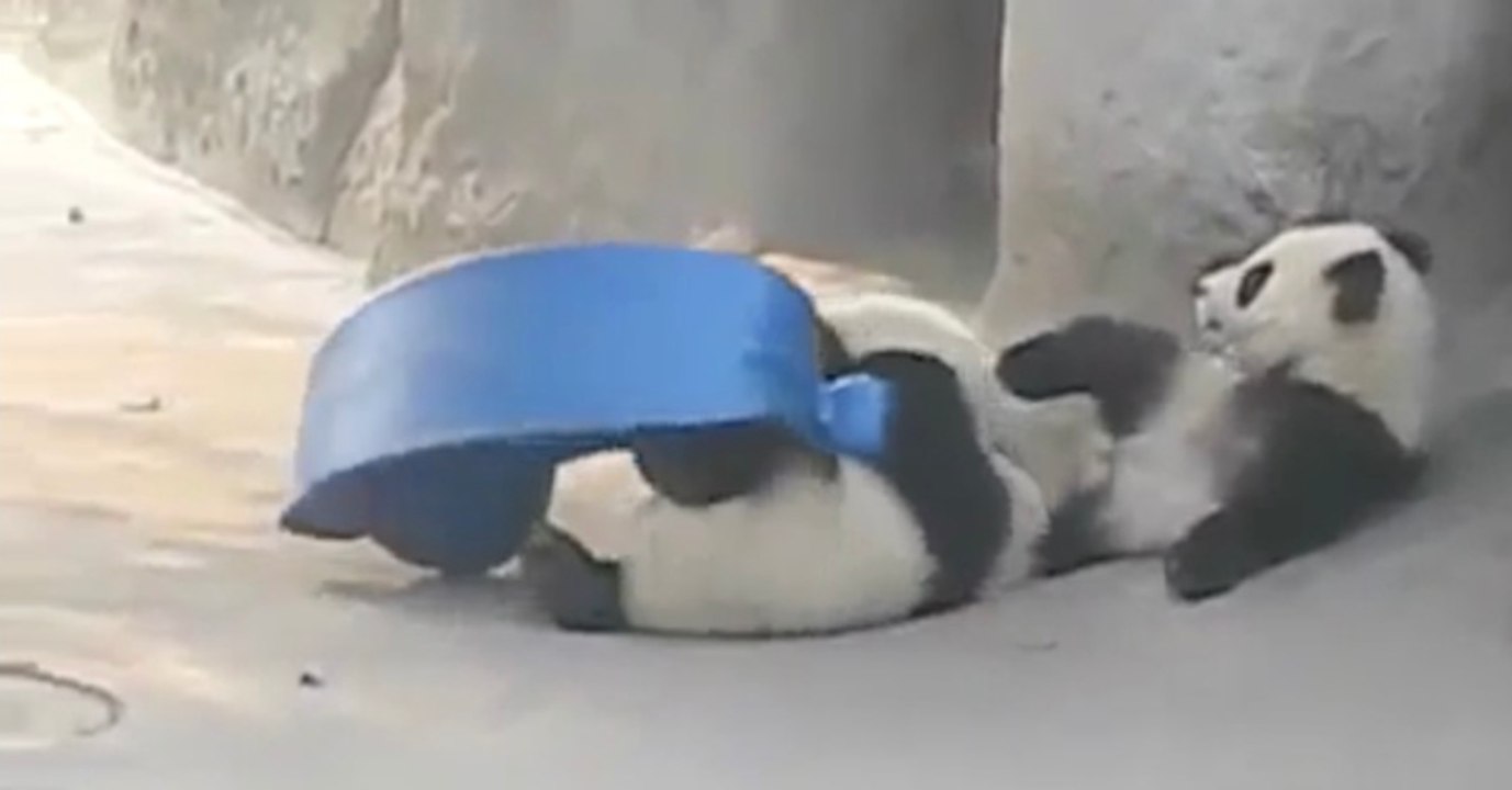 Unfall im Zoogehege: Was haben sich die Pfleger dabei gedacht?