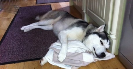 Frauchen schimpft mit ihrem Husky. Doch seine Reaktion ist zum Totlachen!