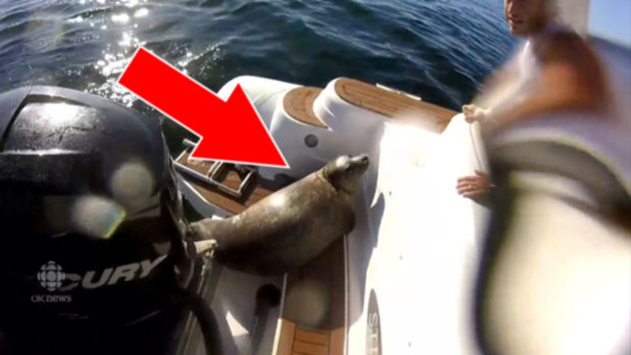 Eine Robbe rettet sich auf ein Boot, um räuberischen Orkas zu entgehen