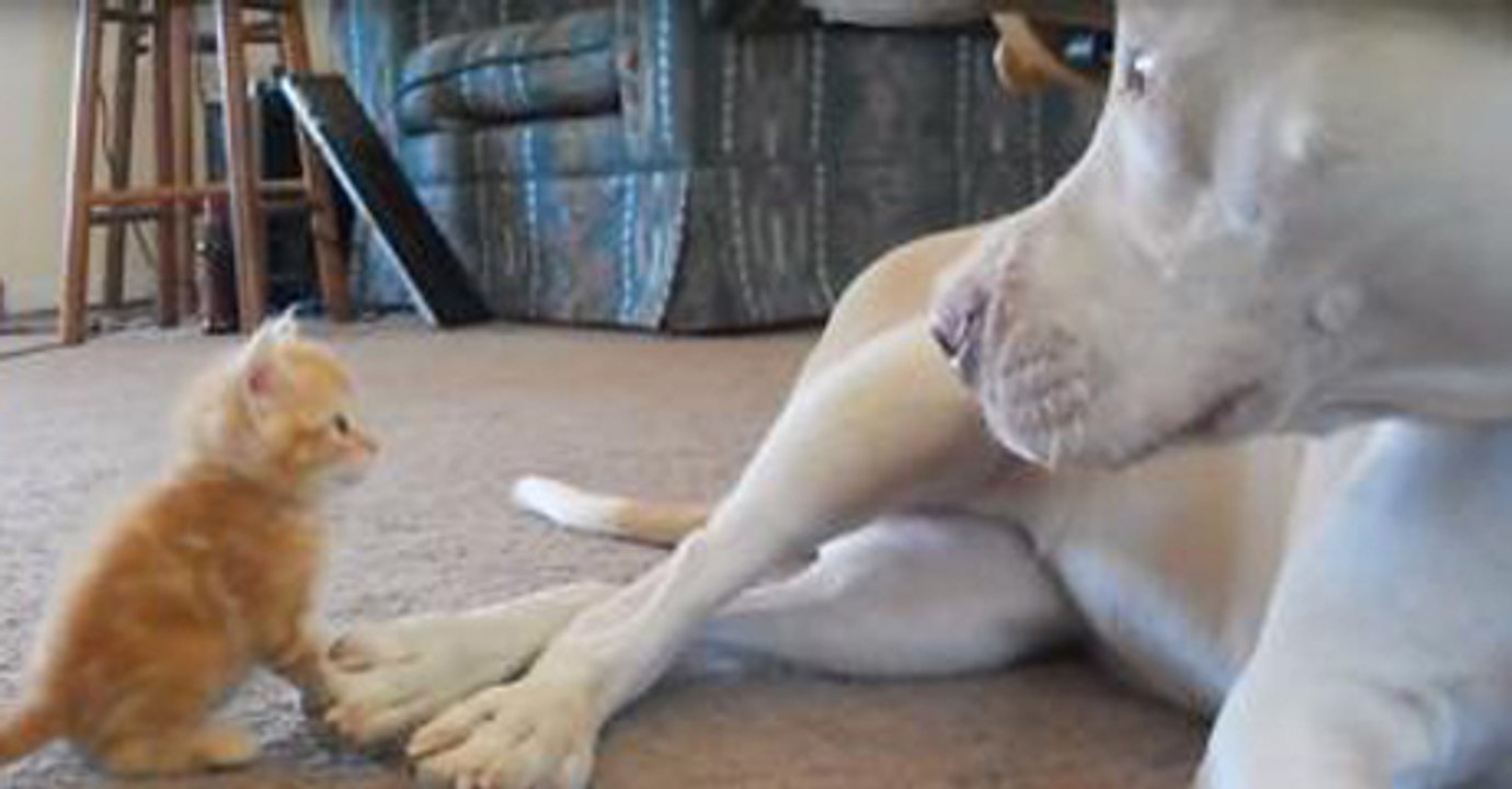 Oh weia! Das Kätzchen läuft dem Pitbull in die Fänge!!!