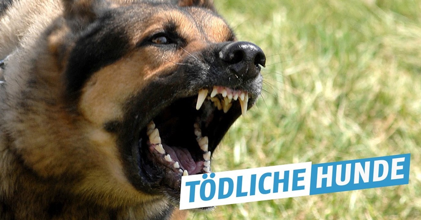 Ranking der tödlichsten Tiere