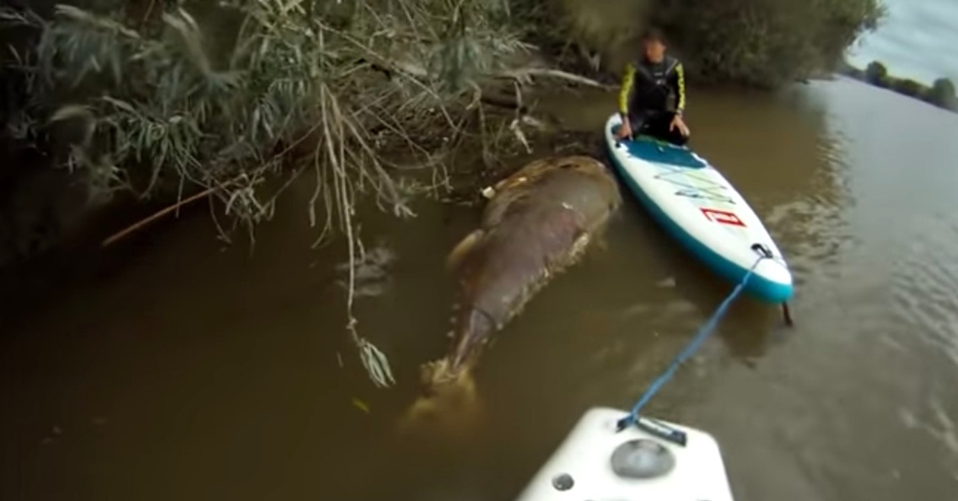 Sie sitzen im Kajak, als im flachen Wasser Ungeheuerliches zum Vorschein kommt