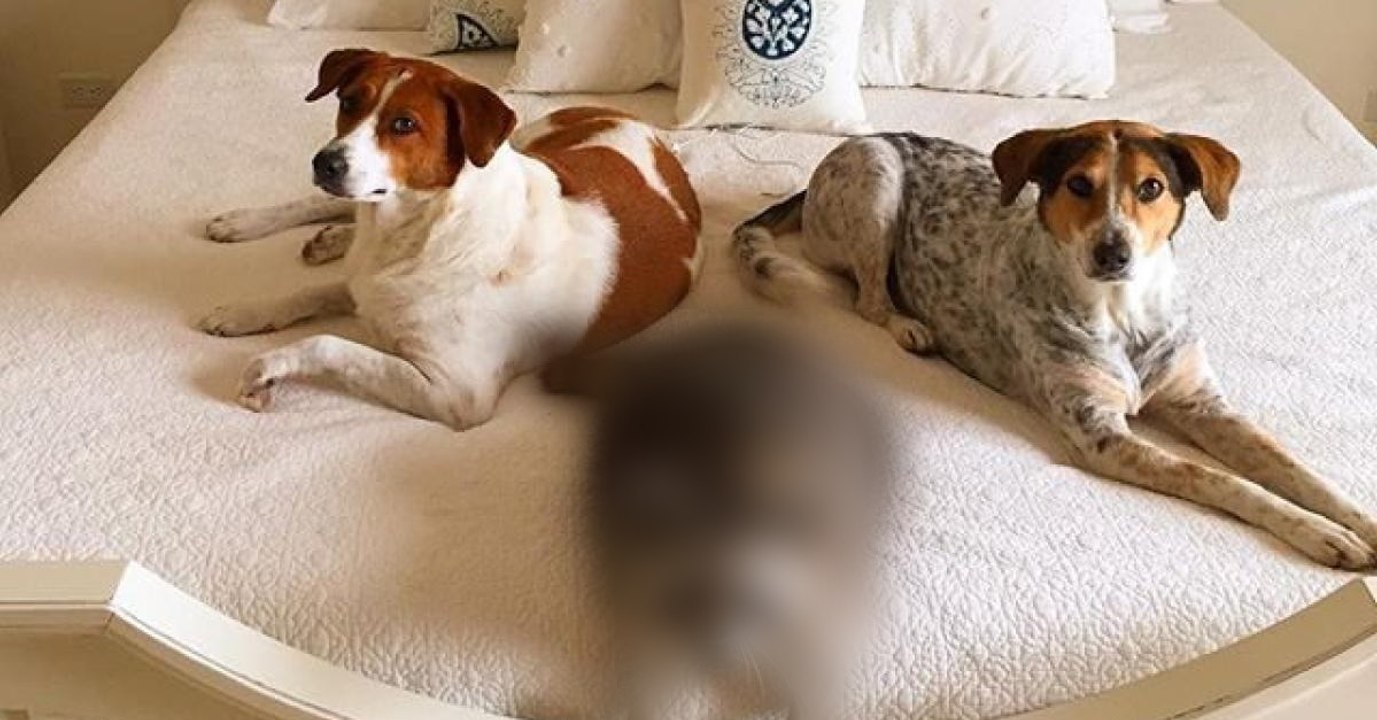Hunde und Waschbär sind eine Familie