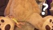 Großvater schenkt seiner 5 Monate alten Enkelin einen riesigen Teddybär