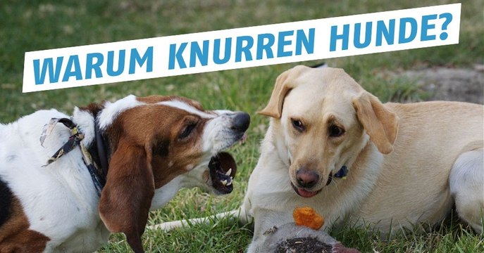 Das Knurren von Hunden aht viele Gründe wie Schmerz, Angst oder Bedrohung