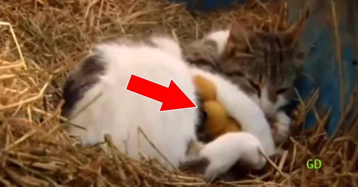 Katze adoptiert Entlein