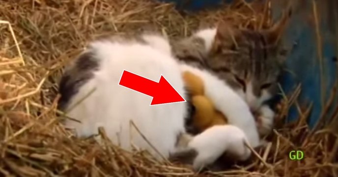 Katze adoptiert Entlein