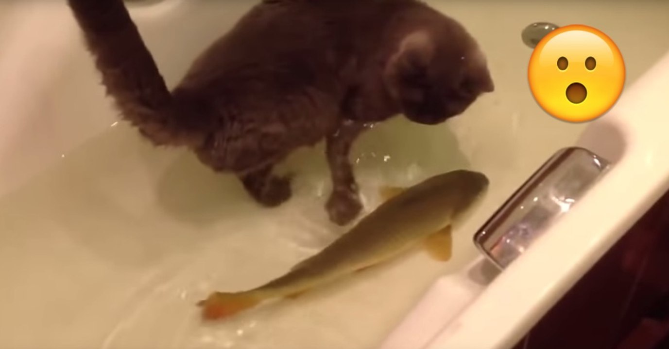 Katze spielt mit Fisch in der Badewanne