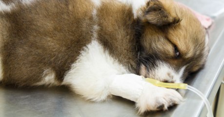 In der Tierarztpraxis: Welpe beginnt am Operationstisch zu weinen