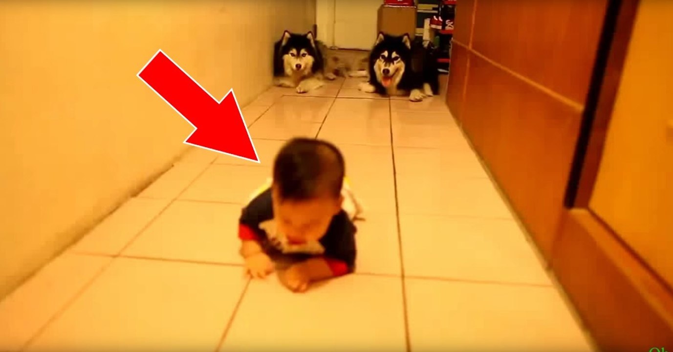 Alaskan Malamutes spielen mit Baby