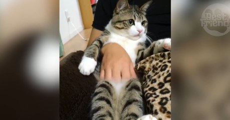 Das Verhalten dieses Katers ist zum Totlachen!