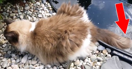 Fische knabbern am Schwanz der Katze