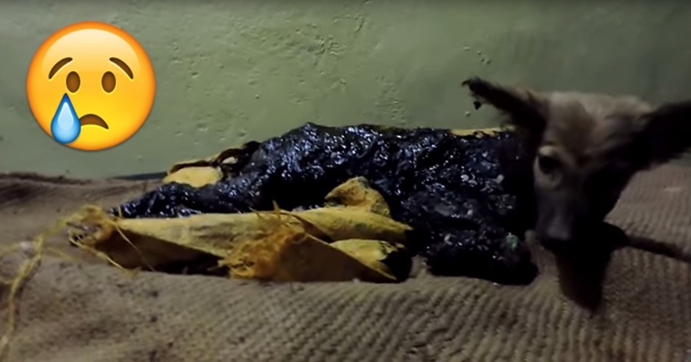 mit Teer übergossener Hund wurde gerettet