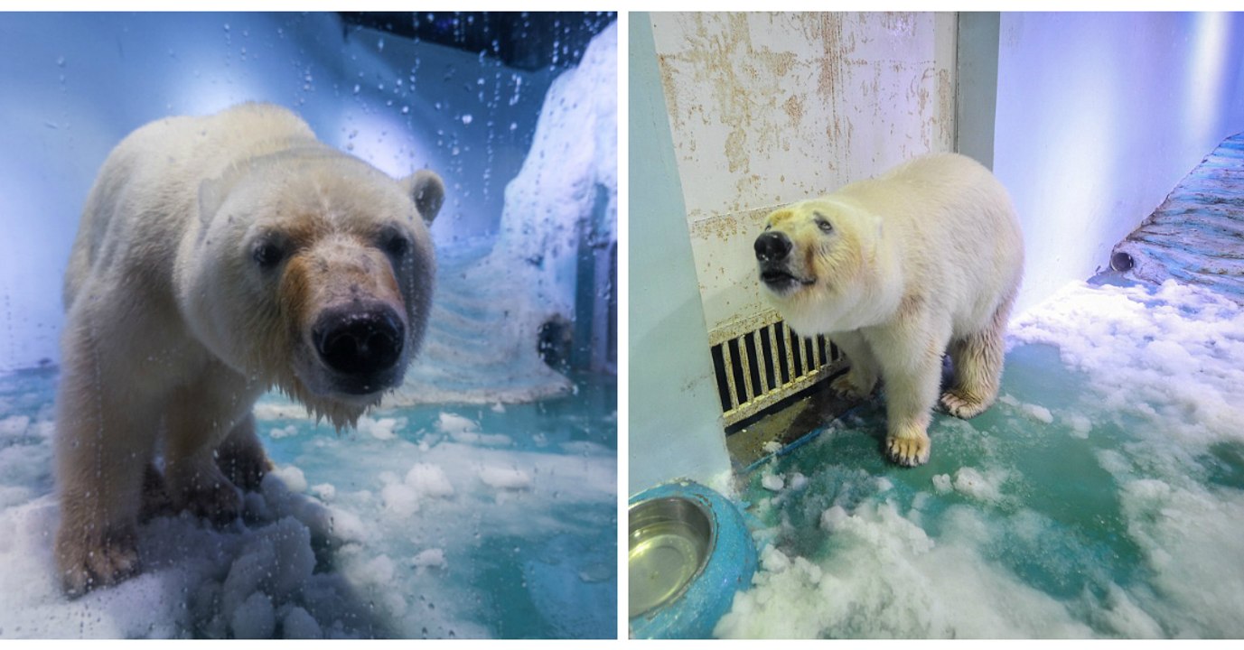 Wird Eisbär Pizza aus dem Einkaufszentrum in China befreit? Eine Petition soll helfen.