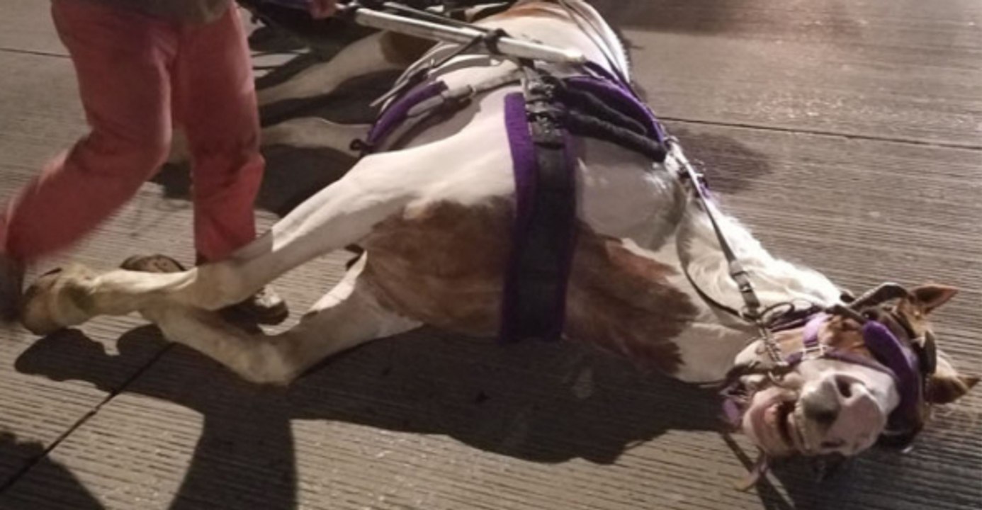 Kutschenpferd: Bis zur Erschöpfung angetrieben bricht es auf der Straße zusammen