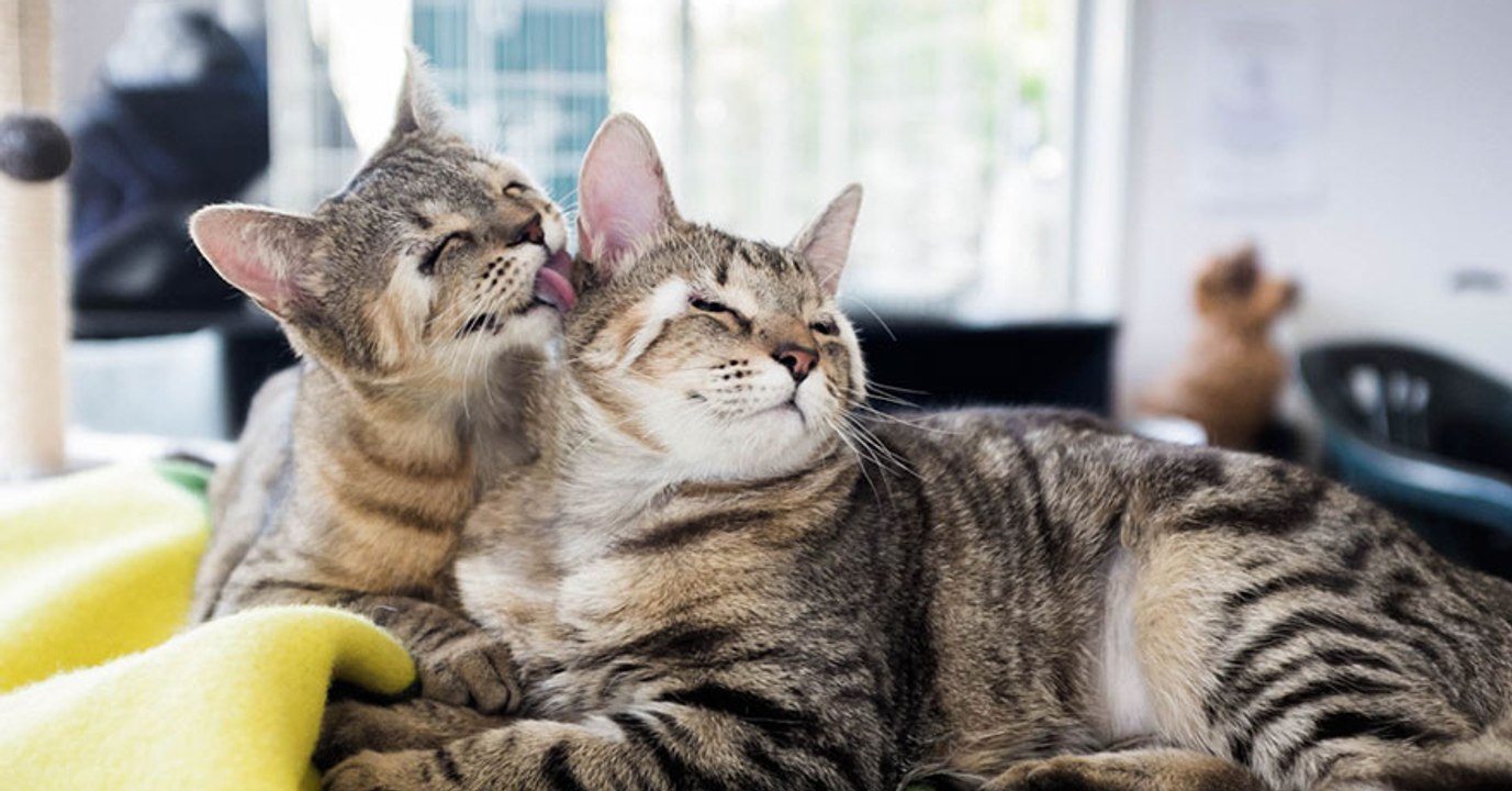 Katzen ohne augenlider