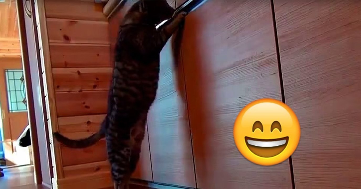 Katze will in Schrank und wird von Bruder ausgetrickst