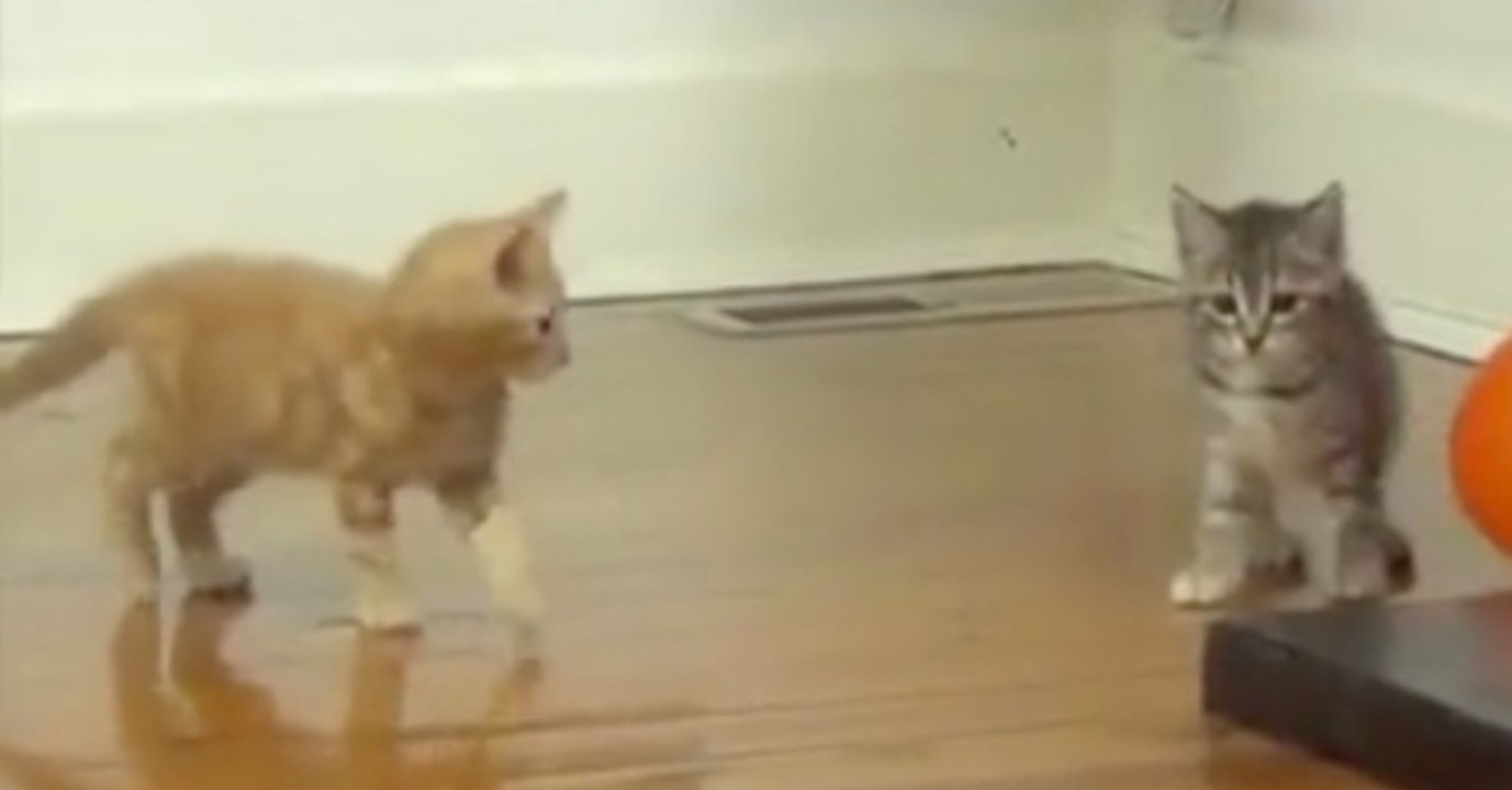 Womit diese Katzen spielen, ist absolut unverantwortlich