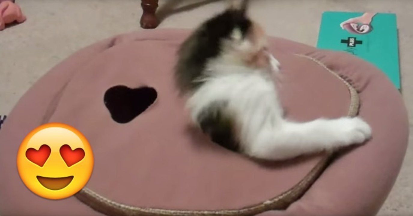 Kätzchen klettern aus Versteck