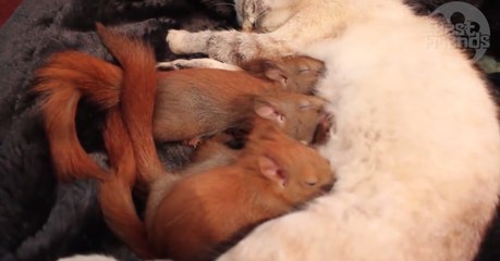 Katze stillt Eichhörnchen