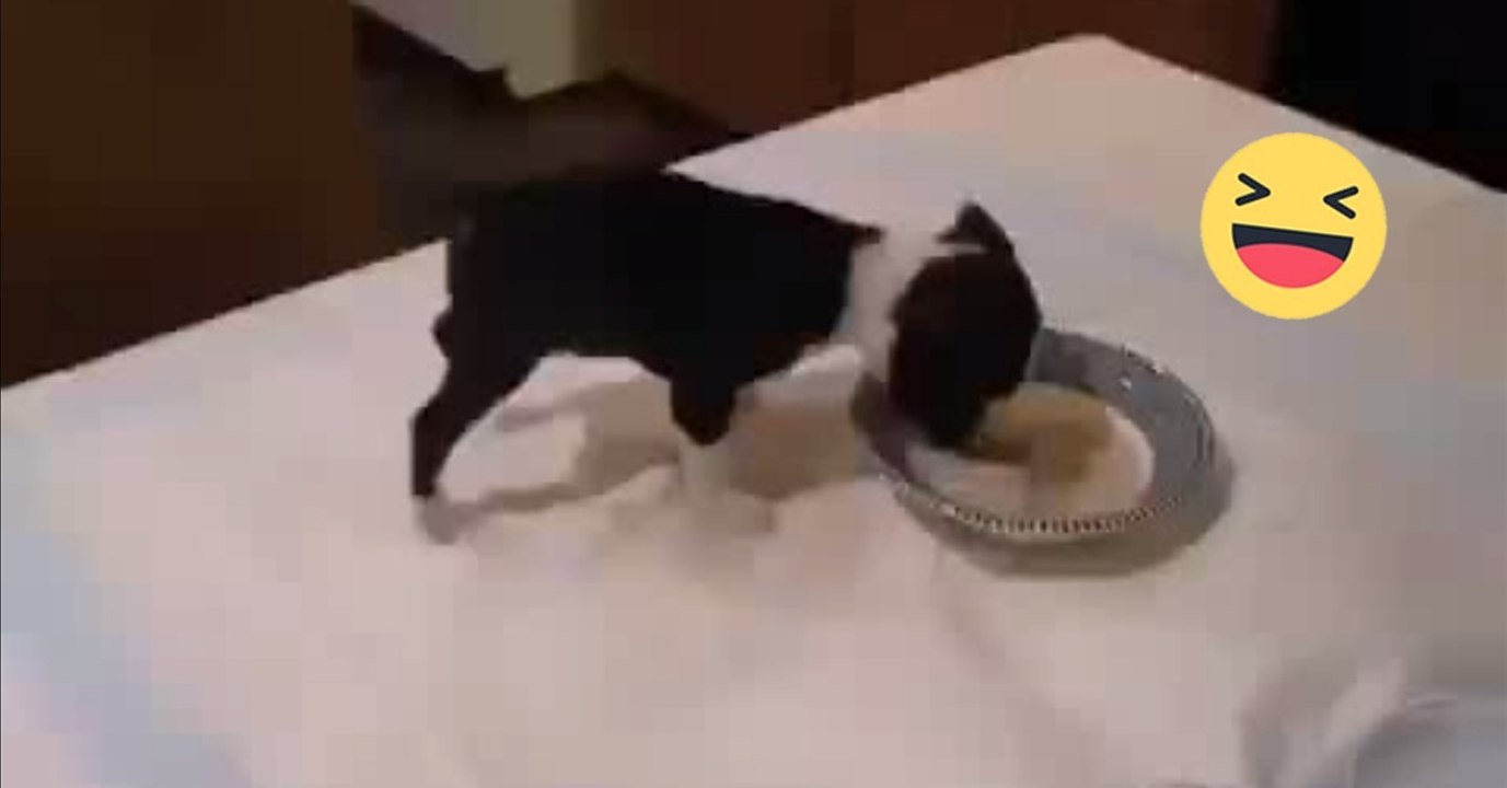 Welpe streckt sich beim Essen