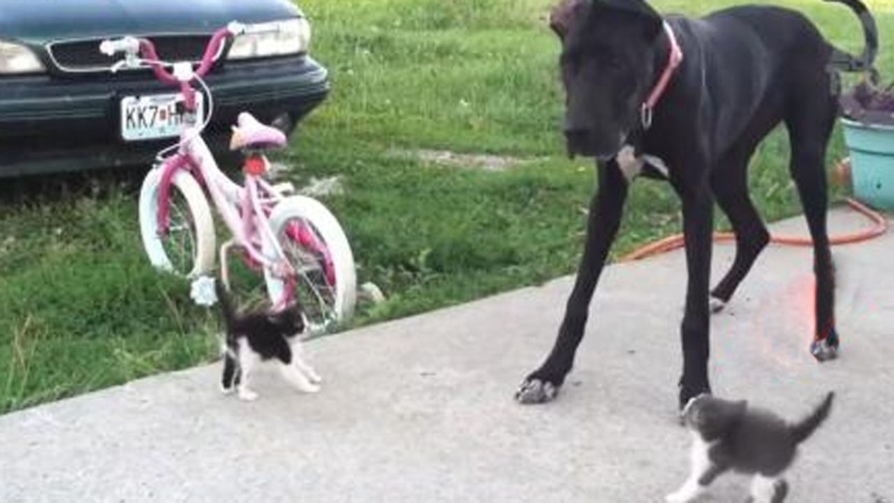 Kätzchen treffen auf eine riesige dogge. doch die reagiert ganz anders, als erwartet!
