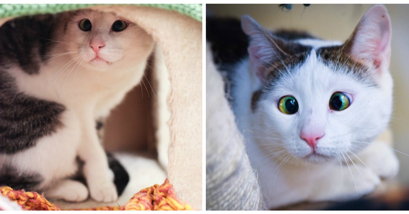 Eine schielende Katze wird verstoßen und schließlich doch adoptiert