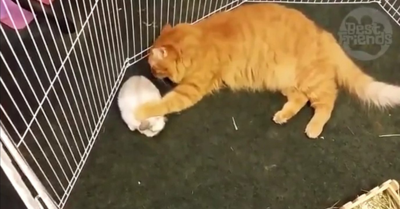 Die Familie bekommt Babyhasen, doch ihre Katze klettert in den Käfig