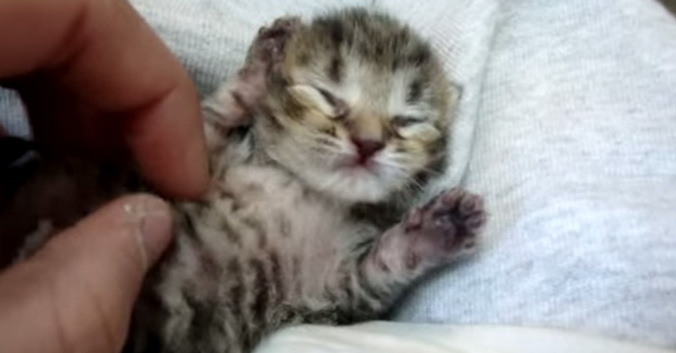 Die Baby-Katze ist so groß wie sein Finger - doch ihre Reaktion ist wunderschön