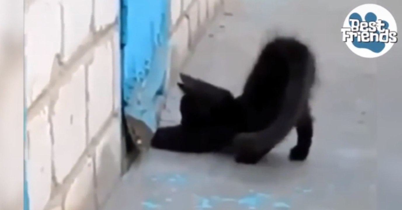 Ein kleines Kätzchen scharrt aufgeregt an einer Tür. Was sich dahinter verbirgt, glaubt man nicht!