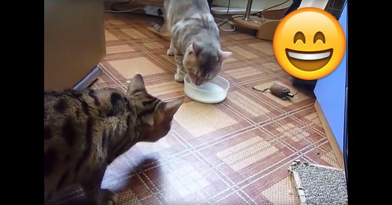 Diese Katzen klauen sich gegenseitig die Milchschale