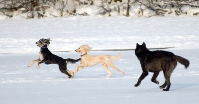 Sein Hund spielt im Garten, als ein Wolf aus dem Gebüsch hervorbricht