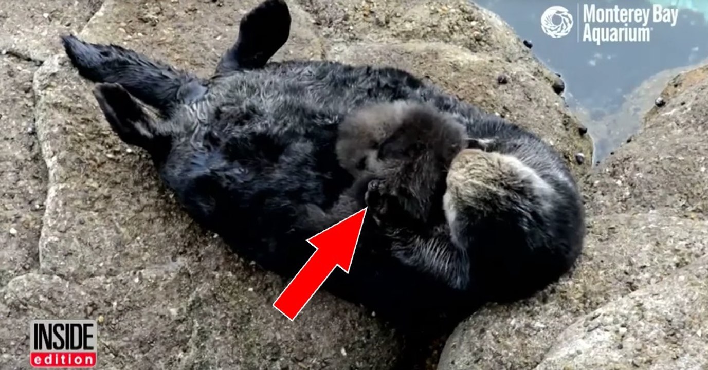 Ottermama kuschelt mit Baby