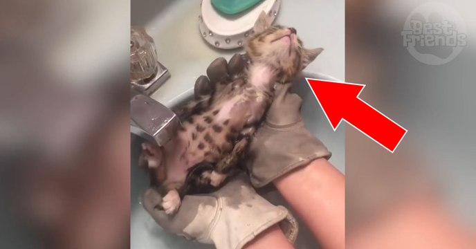 Dieses Kätzchen muss unter die Dusche. Doch mit seiner Reaktion hat keiner gerechnet...