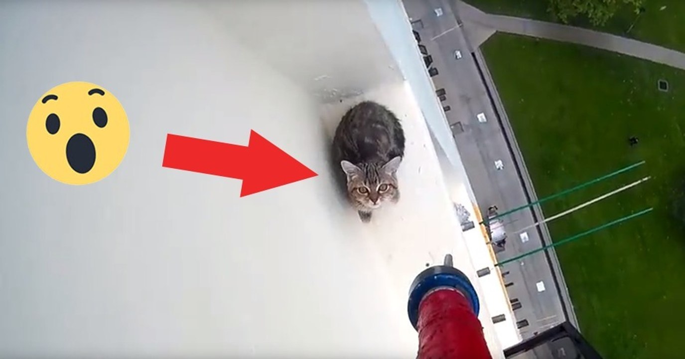Katze wurde vom Fenstervorsprung des zwölften Stocks gerettet