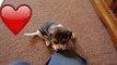 Dieser kleine Beagle wurde adoptiert und spielt nun in seinem neuen Zuhause