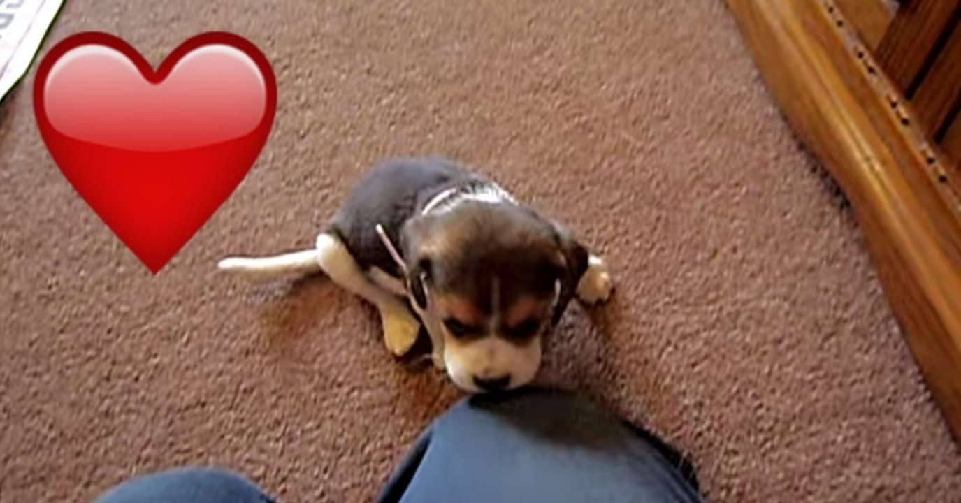 Dieser kleine Beagle wurde adoptiert und spielt nun in seinem neuen Zuhause