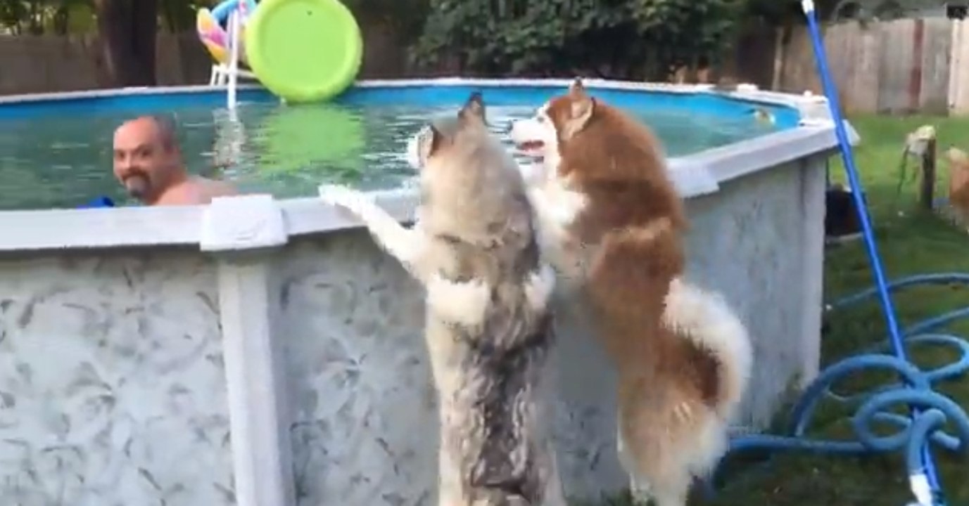 Als ihr Herrchen nicht zum Spielen kommt, rächen sich die Huskys auf geniale Art