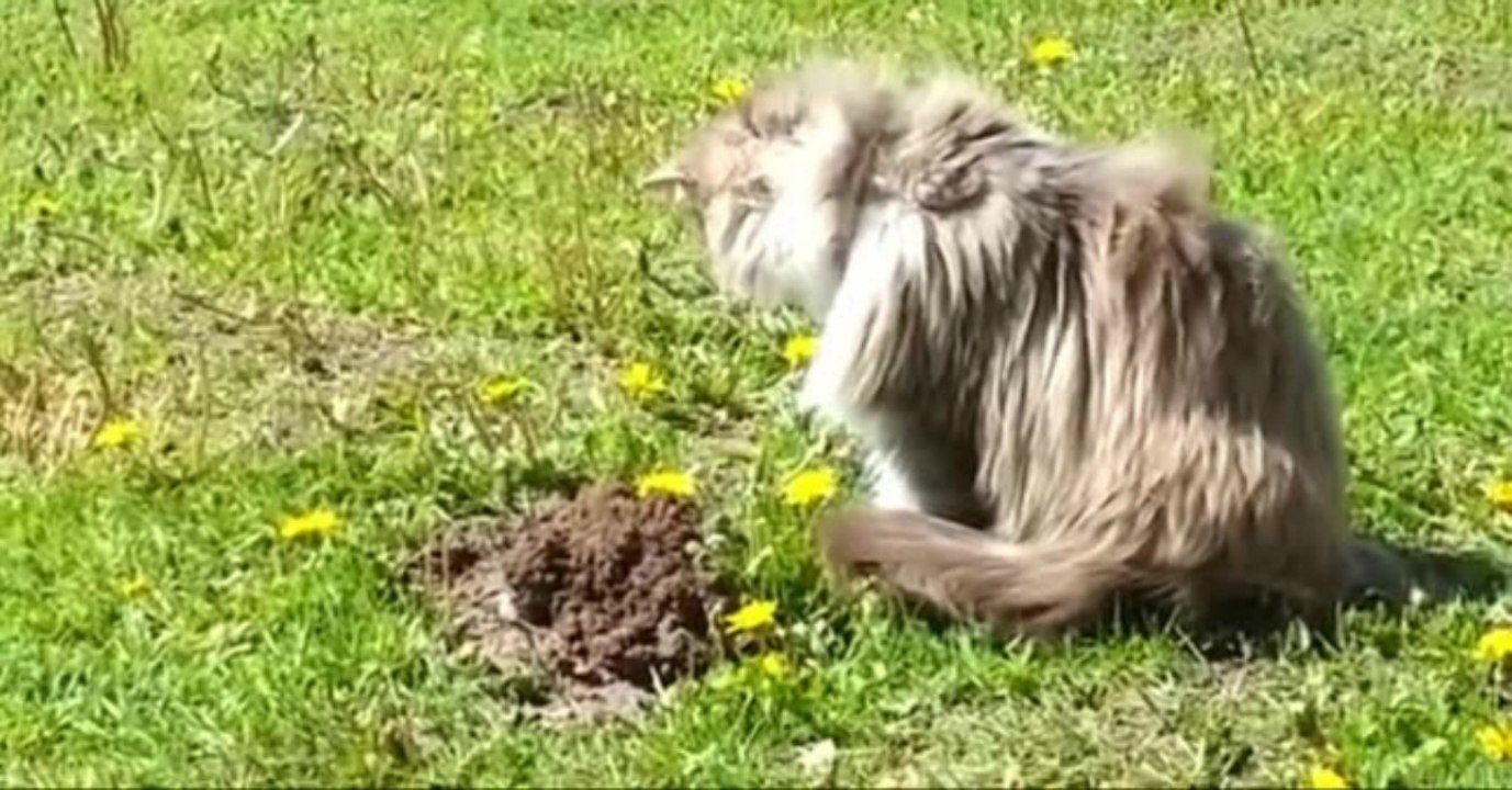 Der kleine Maulwurf entwischt der Katze - also macht sie ihm ein unschönes Geschenk