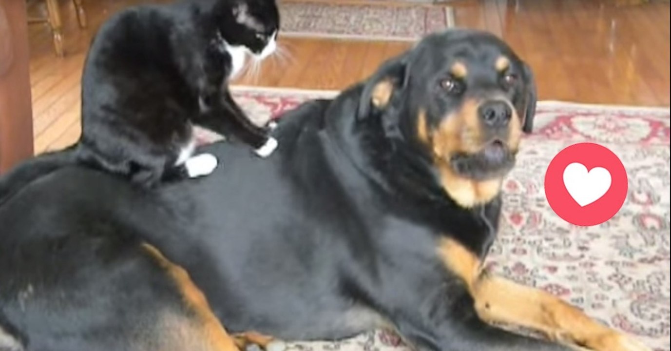 Katze massiert Hund