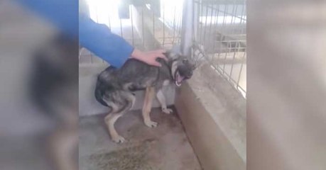 Er wird jahrelang gequält und misshandelt, dann nähert sich die Hand!