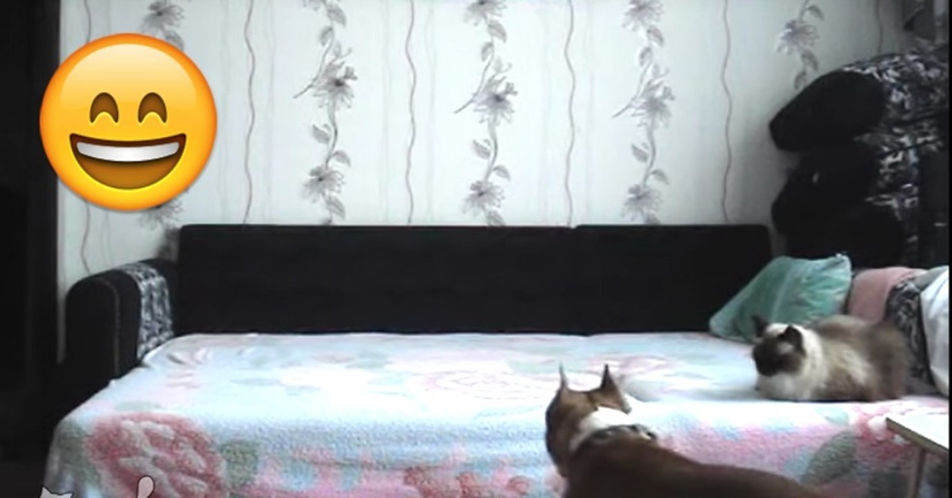 Hund darf nicht aufs Bett und tut es trotzdem