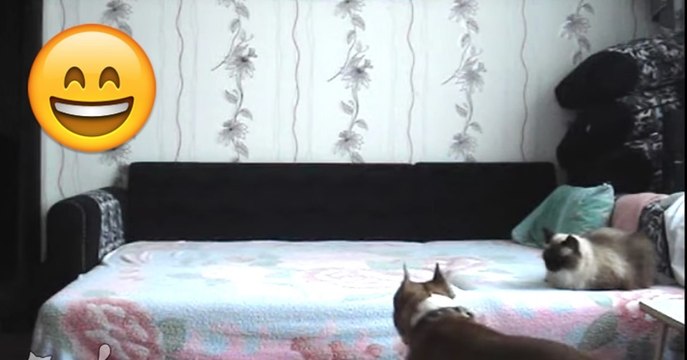 Hund darf nicht aufs Bett und tut es trotzdem