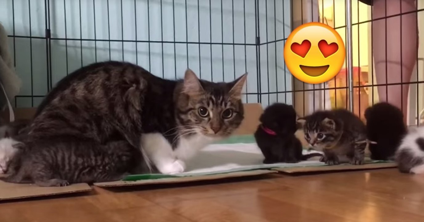 Katze adopiert Kitten