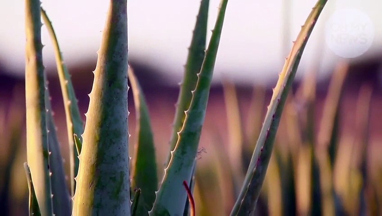 Verwendungstipps für Aloe Vera in der Schönheitspflege